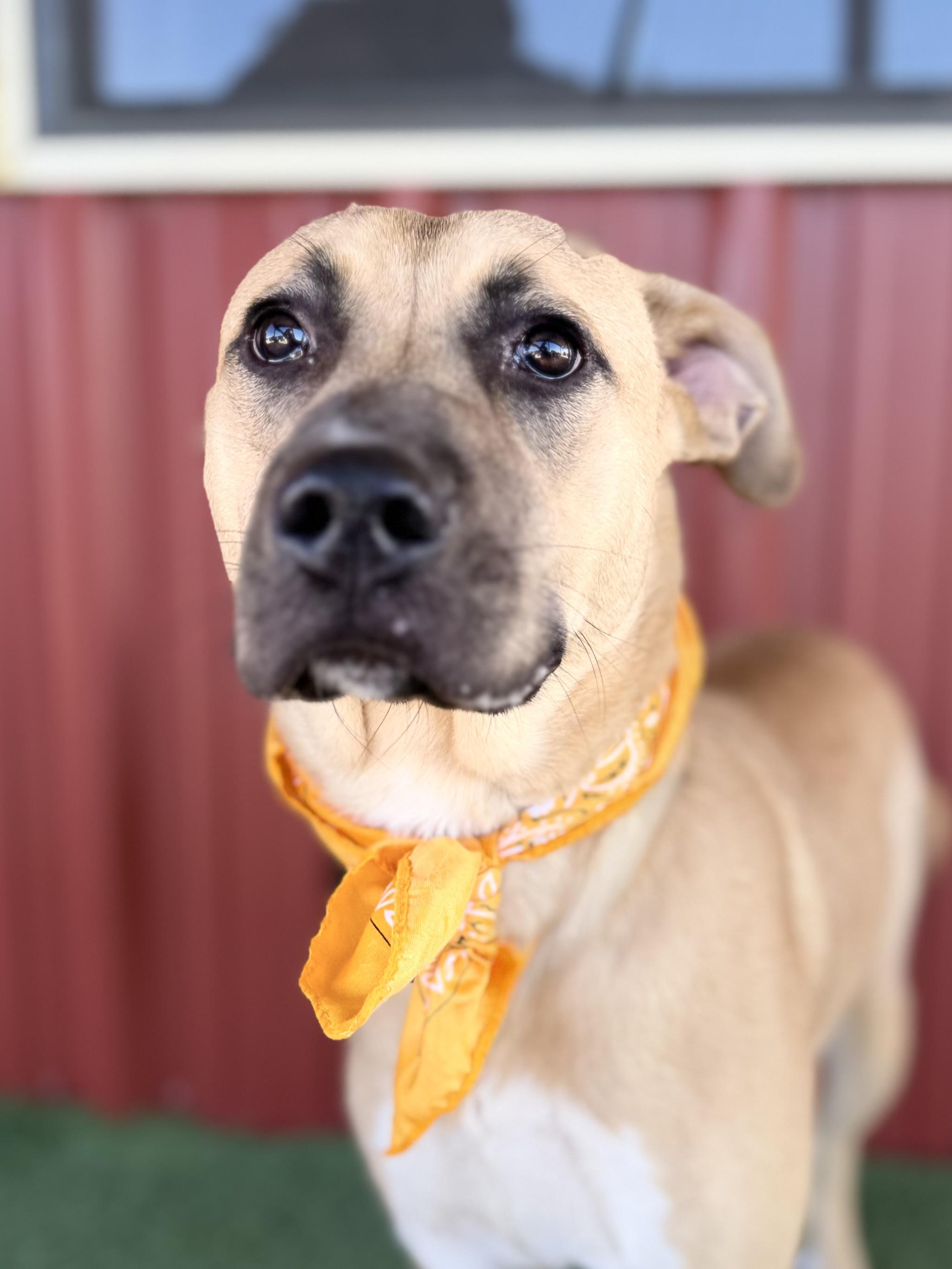 Enlarge Daisy, a Adoptable mixed breed in Lubbock, TX image 2/6