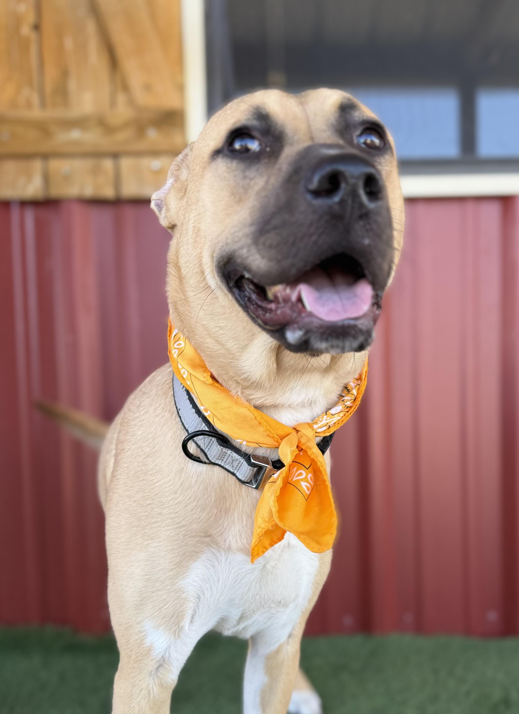 Enlarge Daisy, a Adoptable mixed breed in Lubbock, TX image 6/6