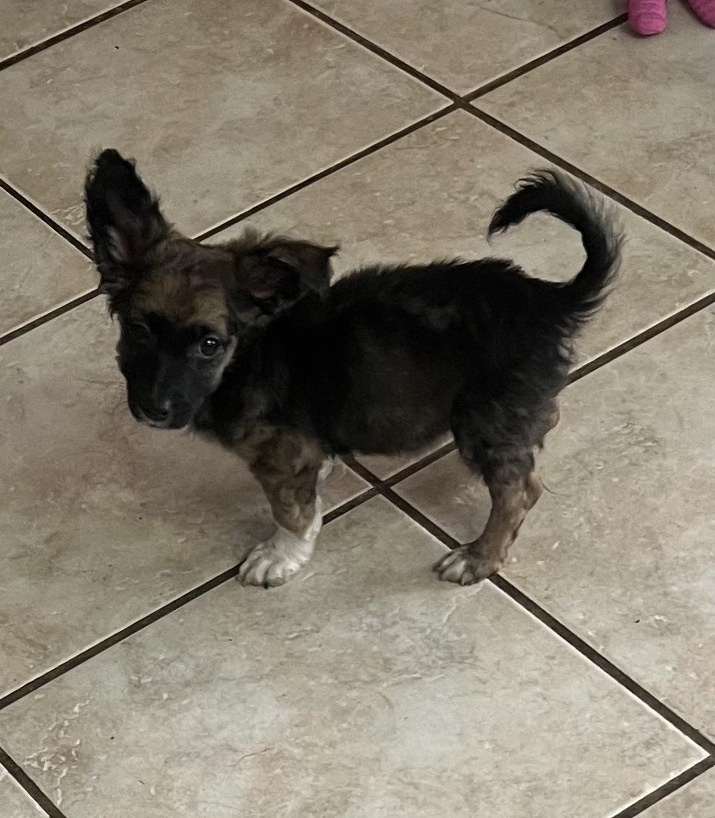 Rocky, a Adoptable mixed breed in Henderson, NV image 2/3