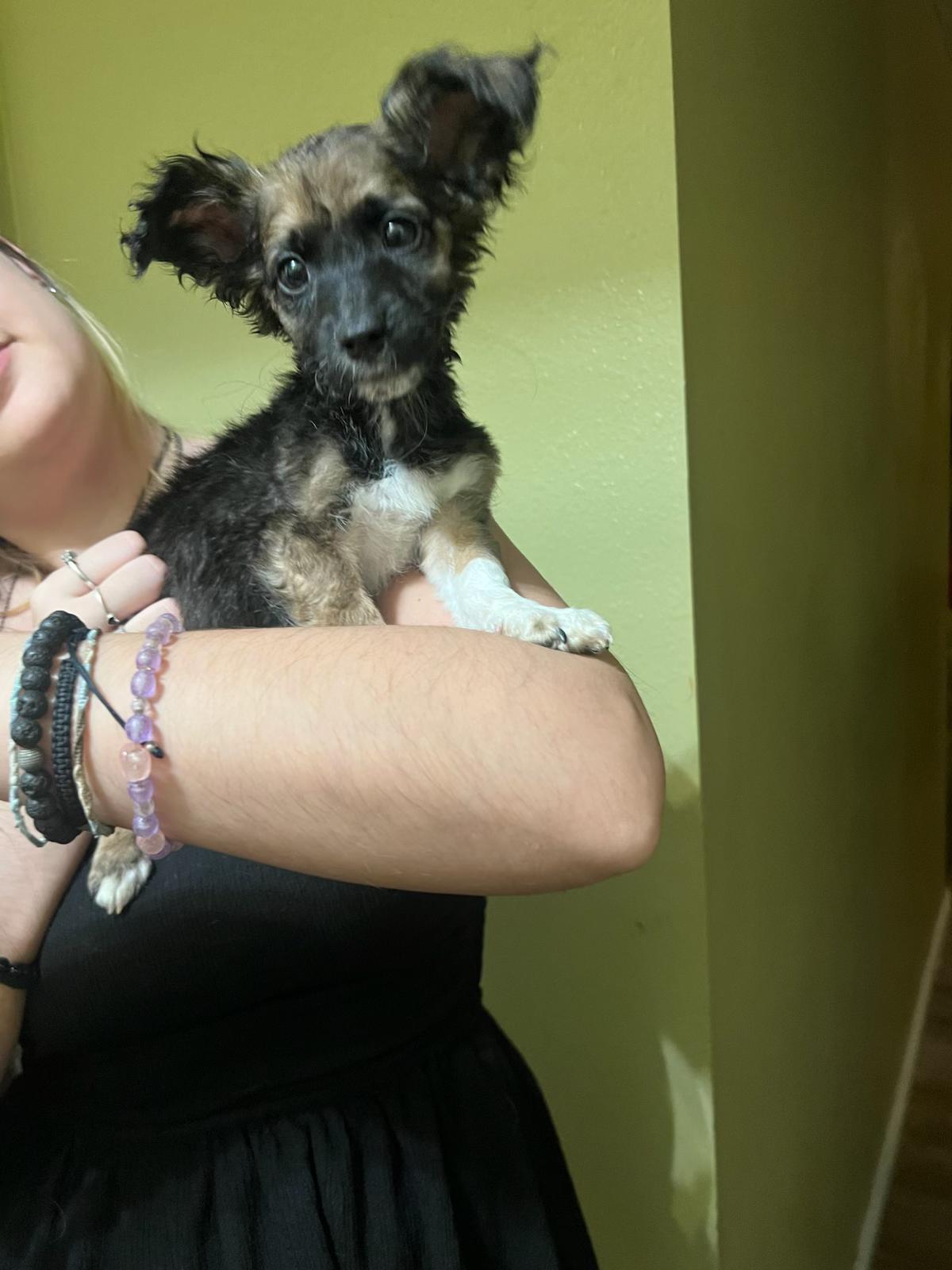 Rocky, a Adoptable mixed breed in Henderson, NV image 3/3