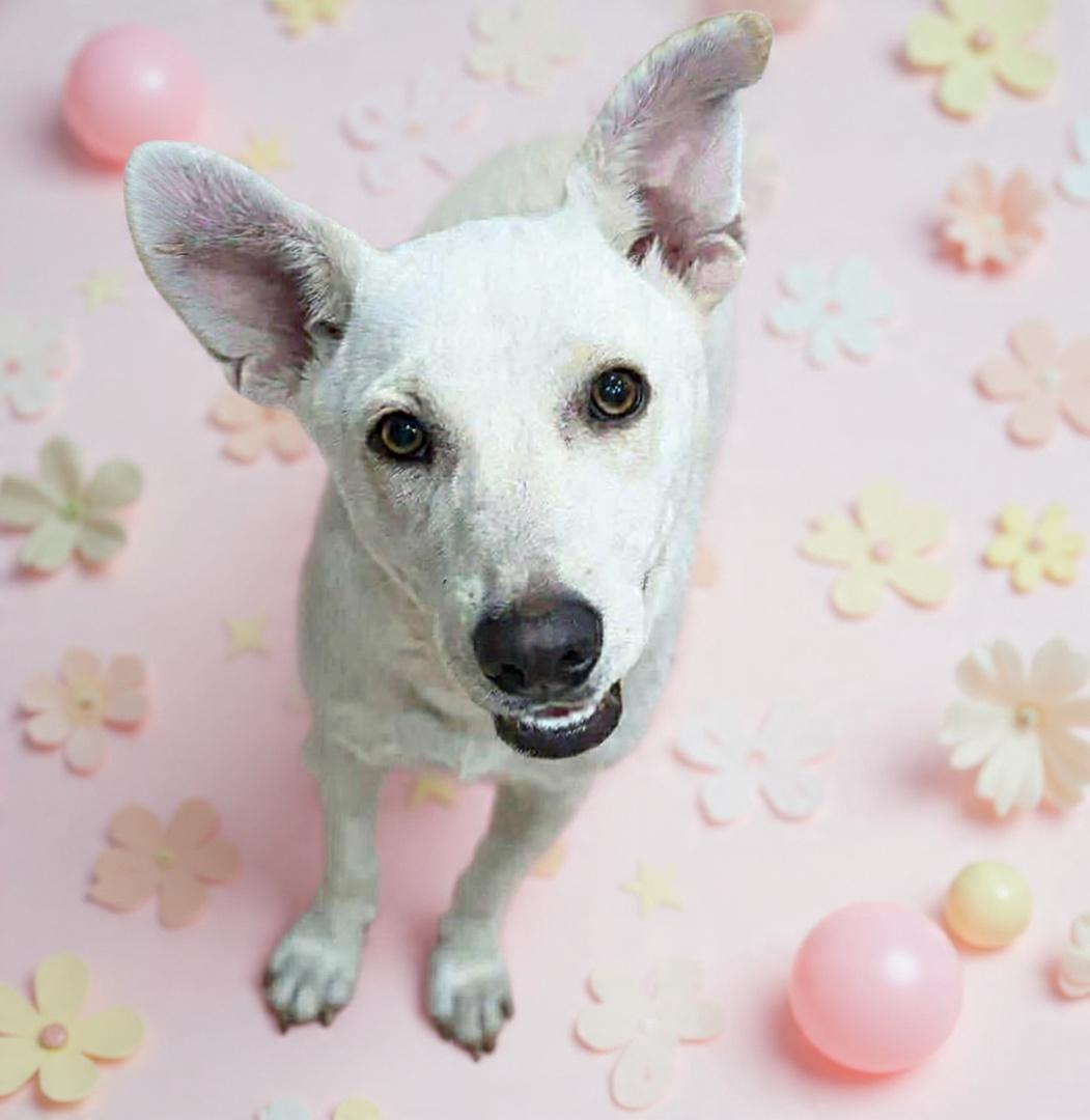 Trudy, Adoptable, Young Female Husky & Shepherd.