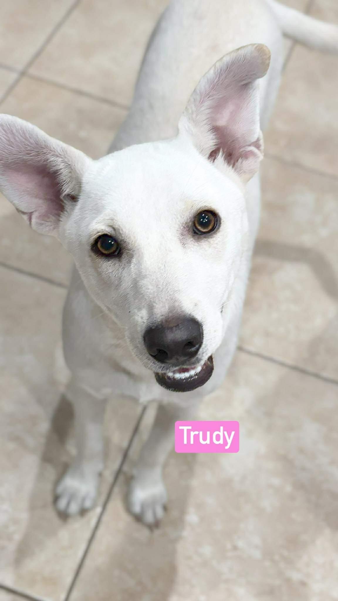 Trudy, a Adoptable mixed breed in Niagara Falls, NY image 4/6