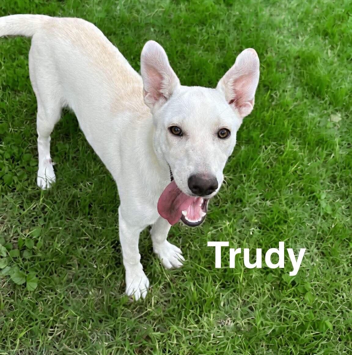 Trudy, a Adoptable mixed breed in Niagara Falls, NY image 3/6