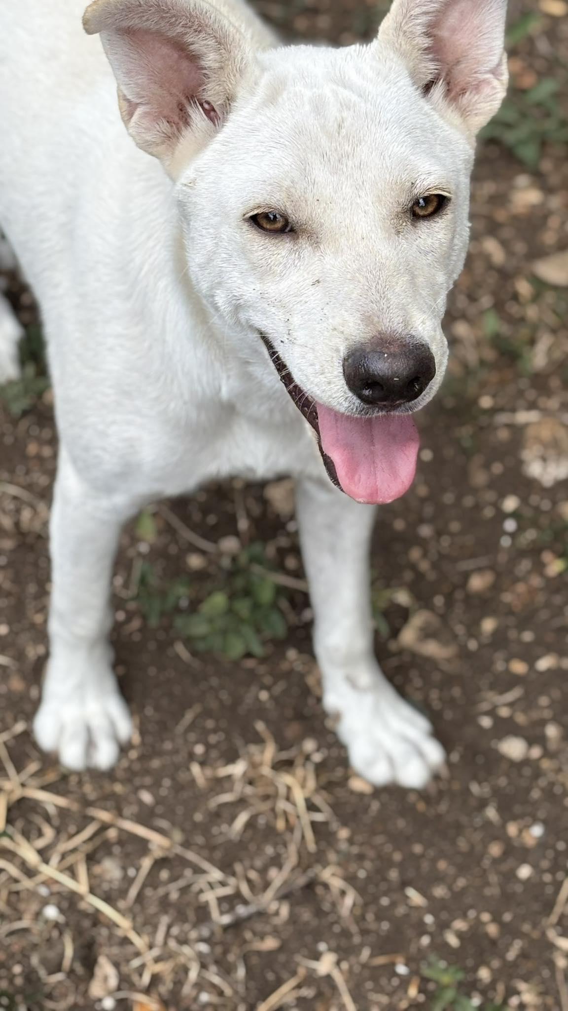 Trudy, a Adoptable mixed breed in Niagara Falls, NY image 5/6