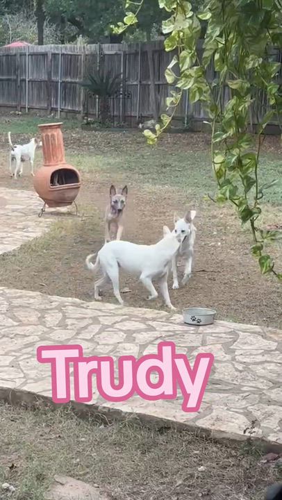 Enlarge Trudy, a Adoptable mixed breed in Niagara Falls, NY video 2/6