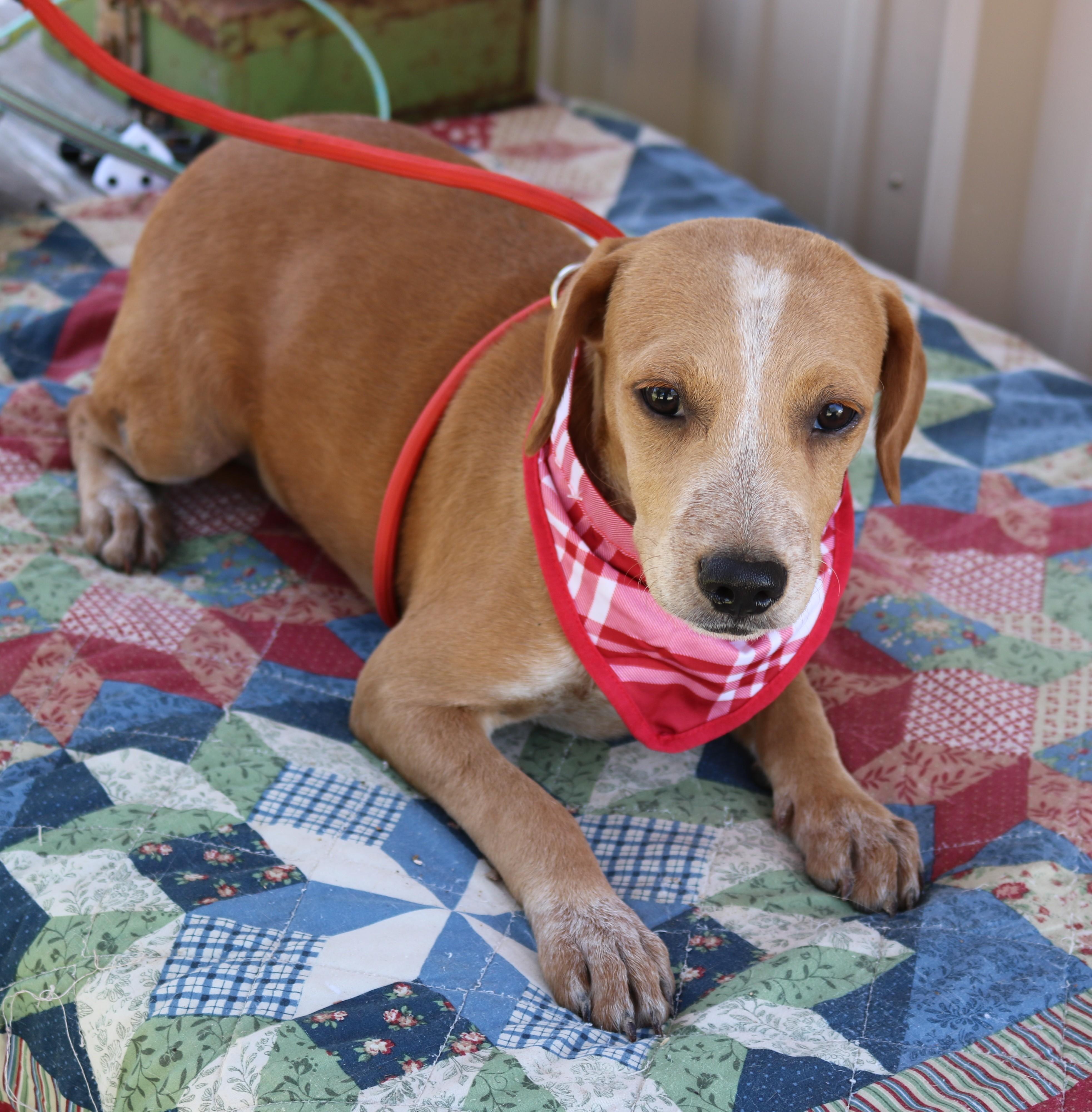 Enlarge Cosmo, a Adoptable mixed breed in Bandera, TX image 1/4