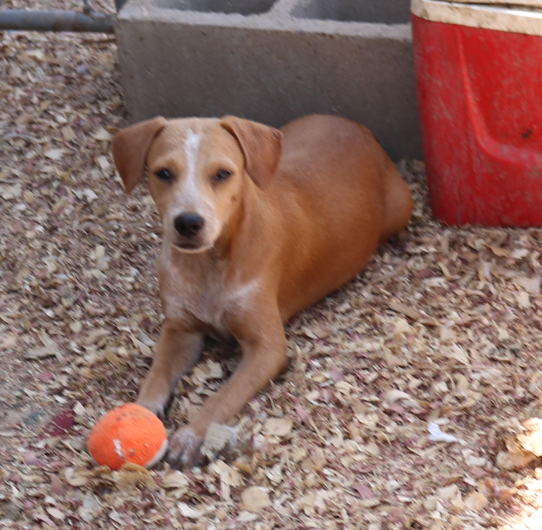 Enlarge Cosmo, a Adoptable mixed breed in Bandera, TX image 4/4