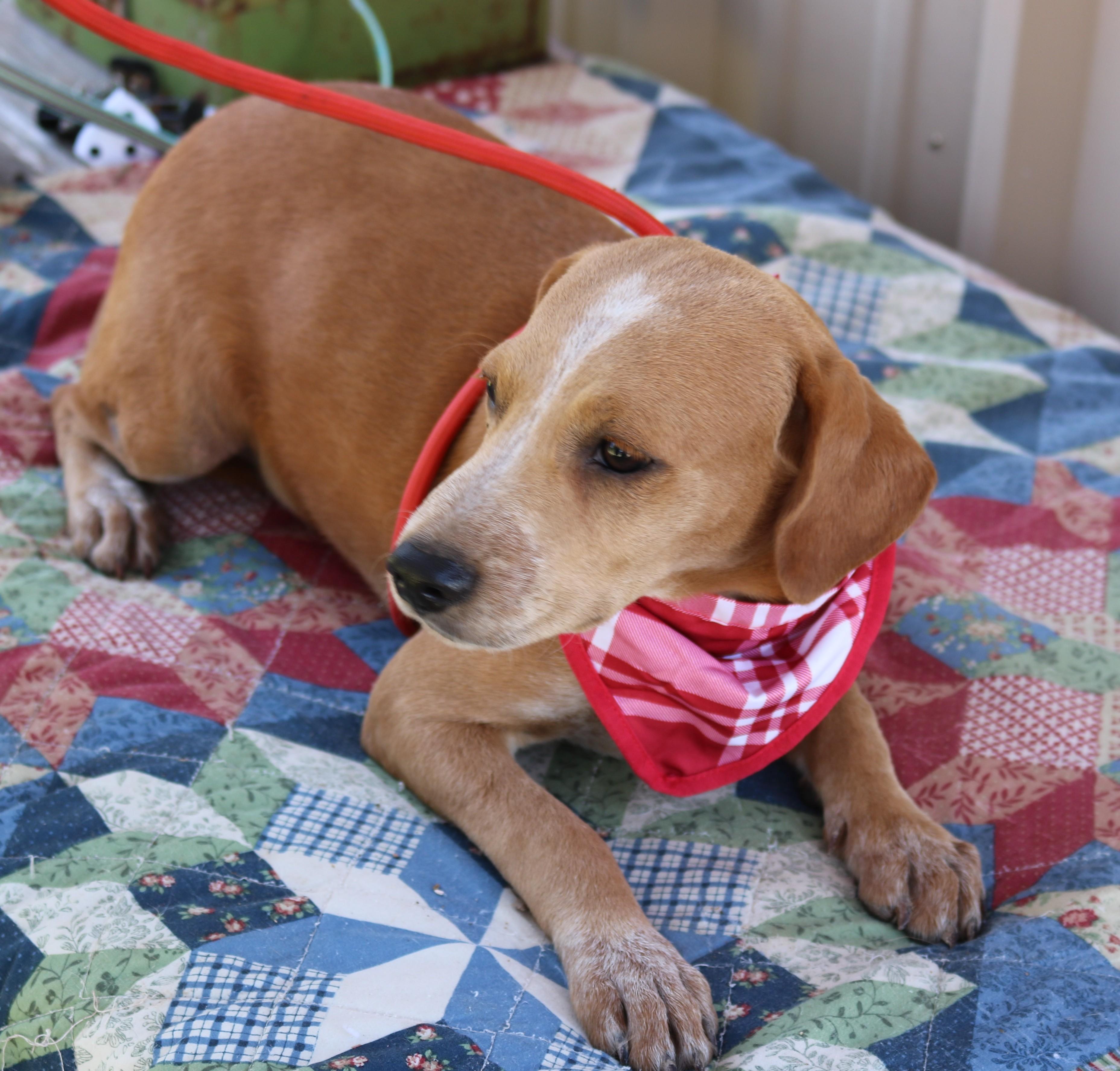 Enlarge Cosmo, a Adoptable mixed breed in Bandera, TX image 2/4