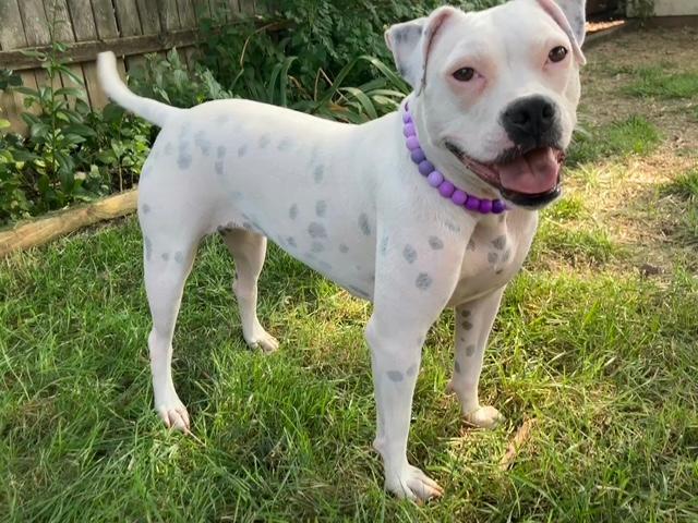 Enlarge Happy, a Adoptable mixed breed in Plainfield, IL image 1/6