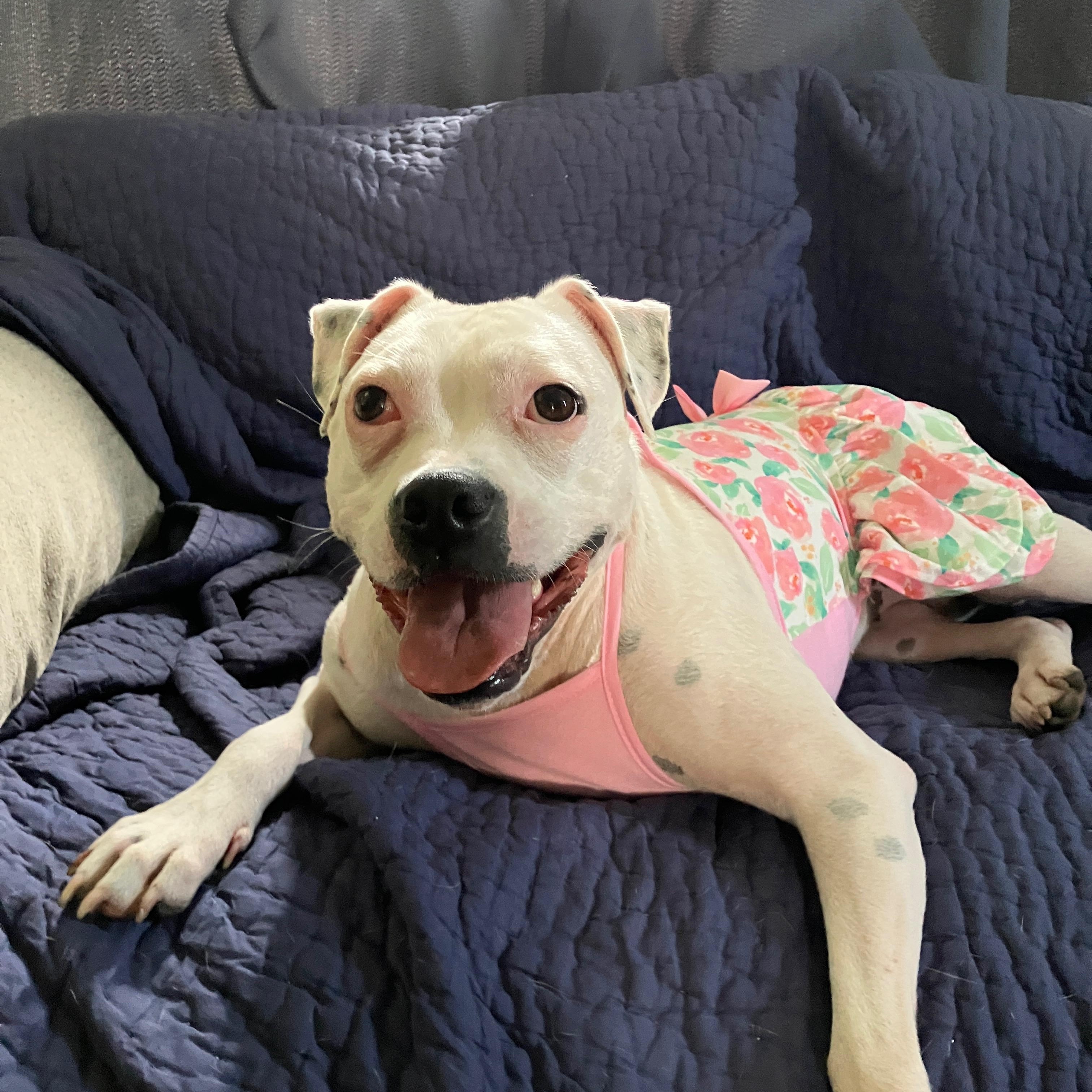 Enlarge Happy, a Adoptable mixed breed in Plainfield, IL image 5/6