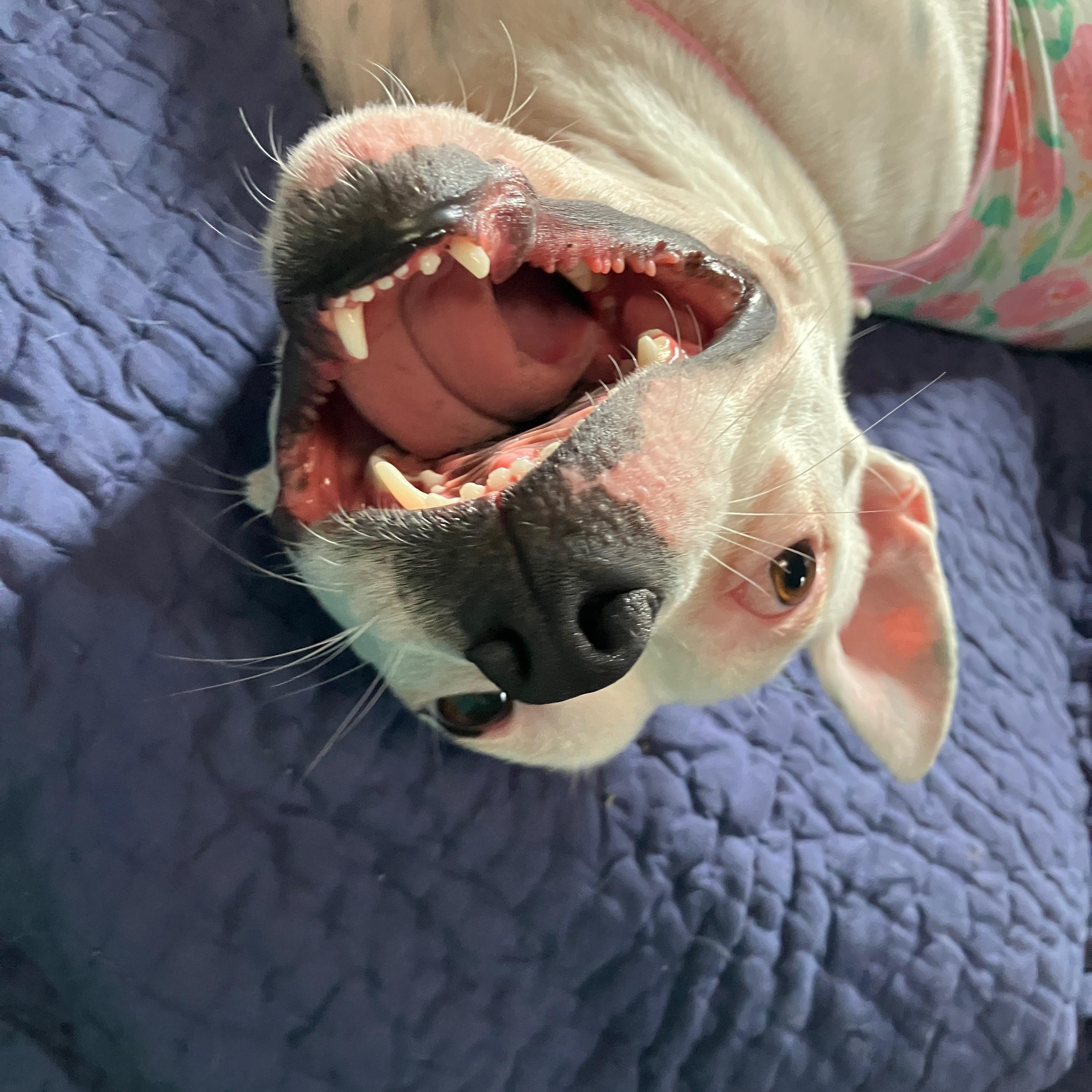 Enlarge Happy, a Adoptable mixed breed in Plainfield, IL image 6/6