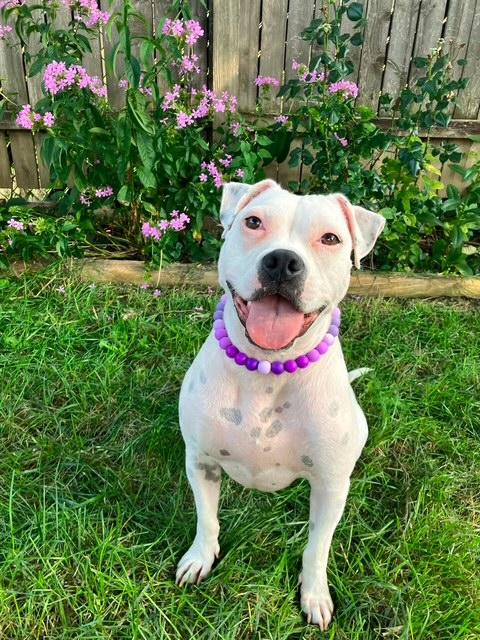 Enlarge Happy, a Adoptable mixed breed in Plainfield, IL image 2/6
