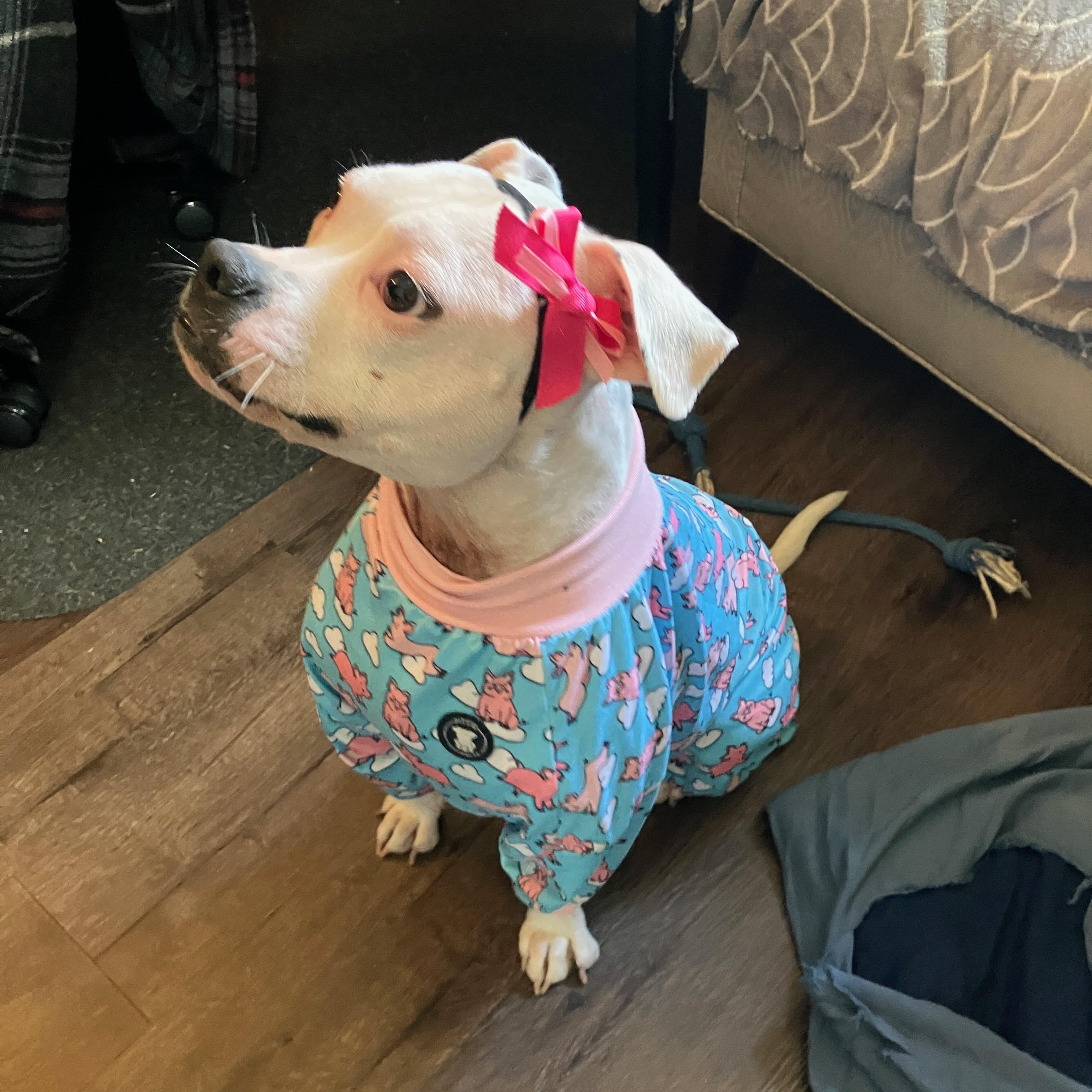 Enlarge Happy, a Adoptable mixed breed in Plainfield, IL image 3/6