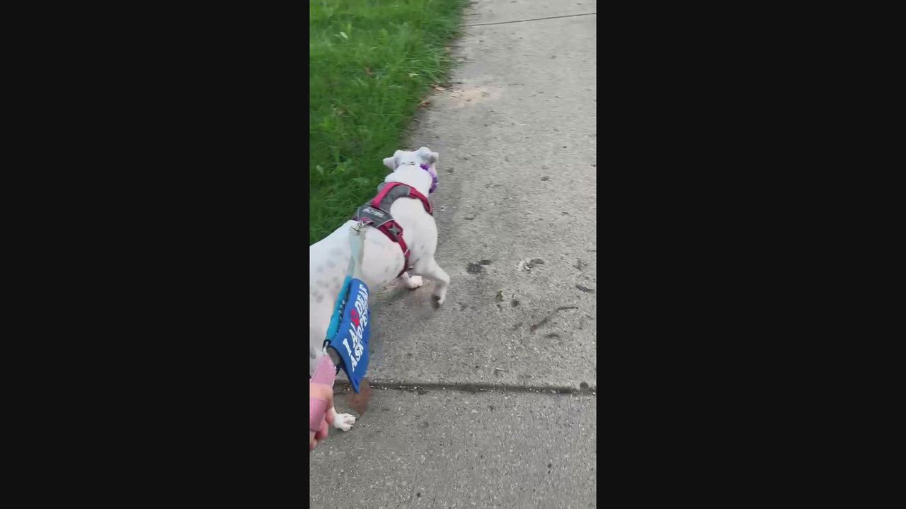 Enlarge Happy, a Adoptable mixed breed in Plainfield, IL video 4/6