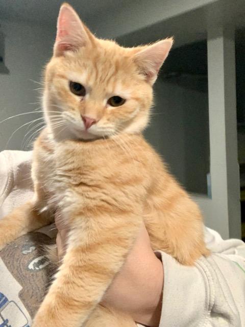 Enlarge Dorito (FeLV+), a Adoptable Domestic Short Hair in Blacksburg, VA image 1/1