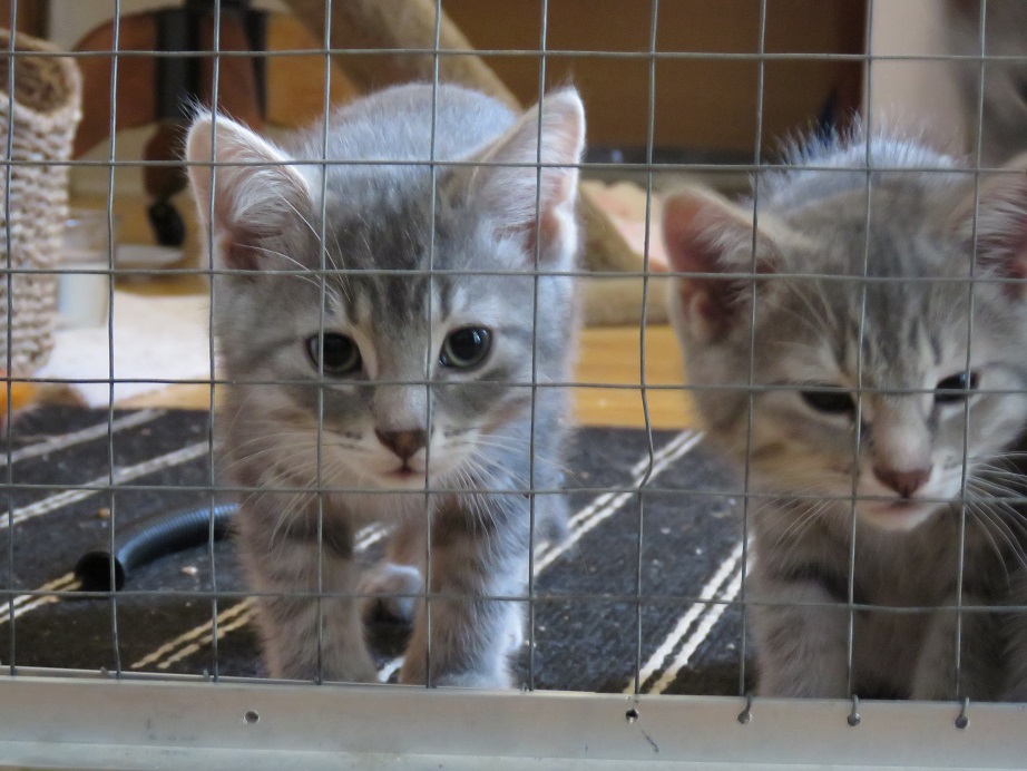 Cole, Adopted, Kitten Male American Shorthair.