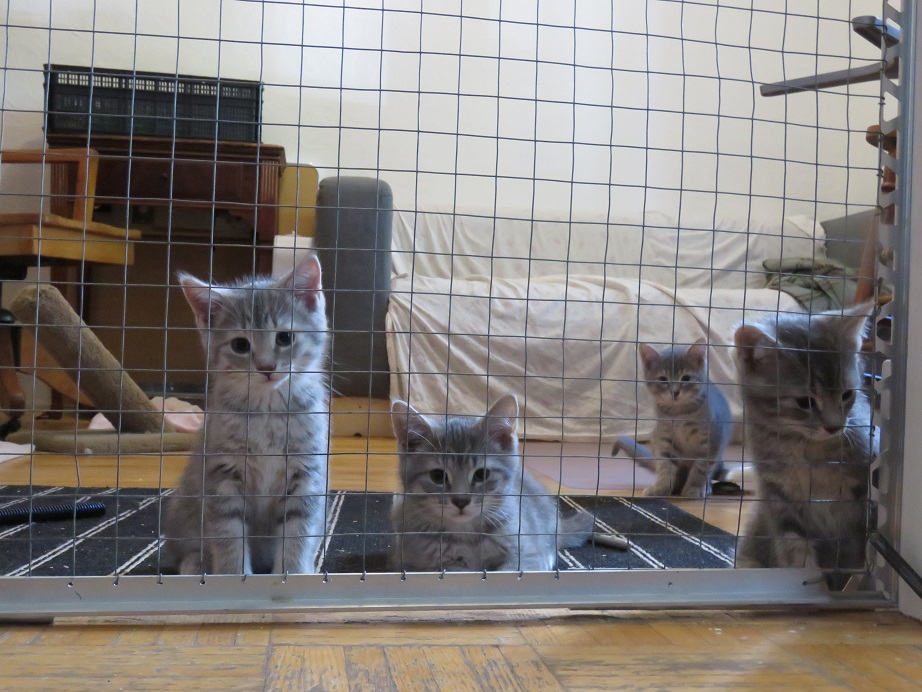 Cole, a Adopted American Shorthair in Lasalle, QC image 2/6