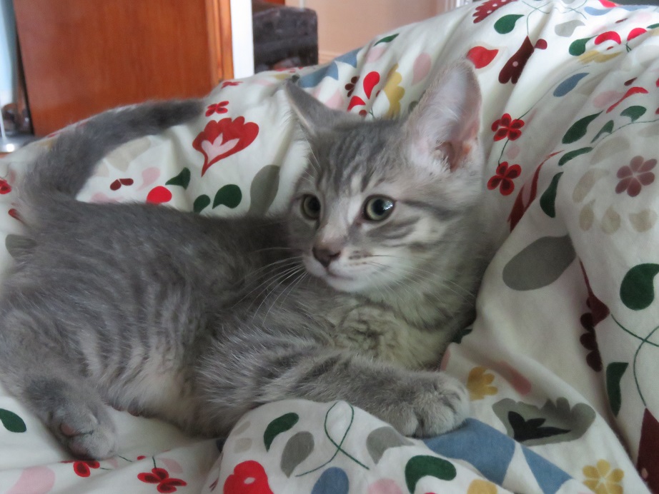 Cole, a Adopted American Shorthair in Lasalle, QC image 3/6