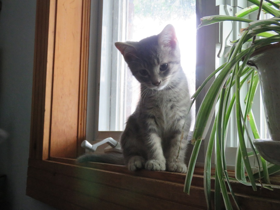 Cole, a Adopted American Shorthair in Lasalle, QC image 6/6