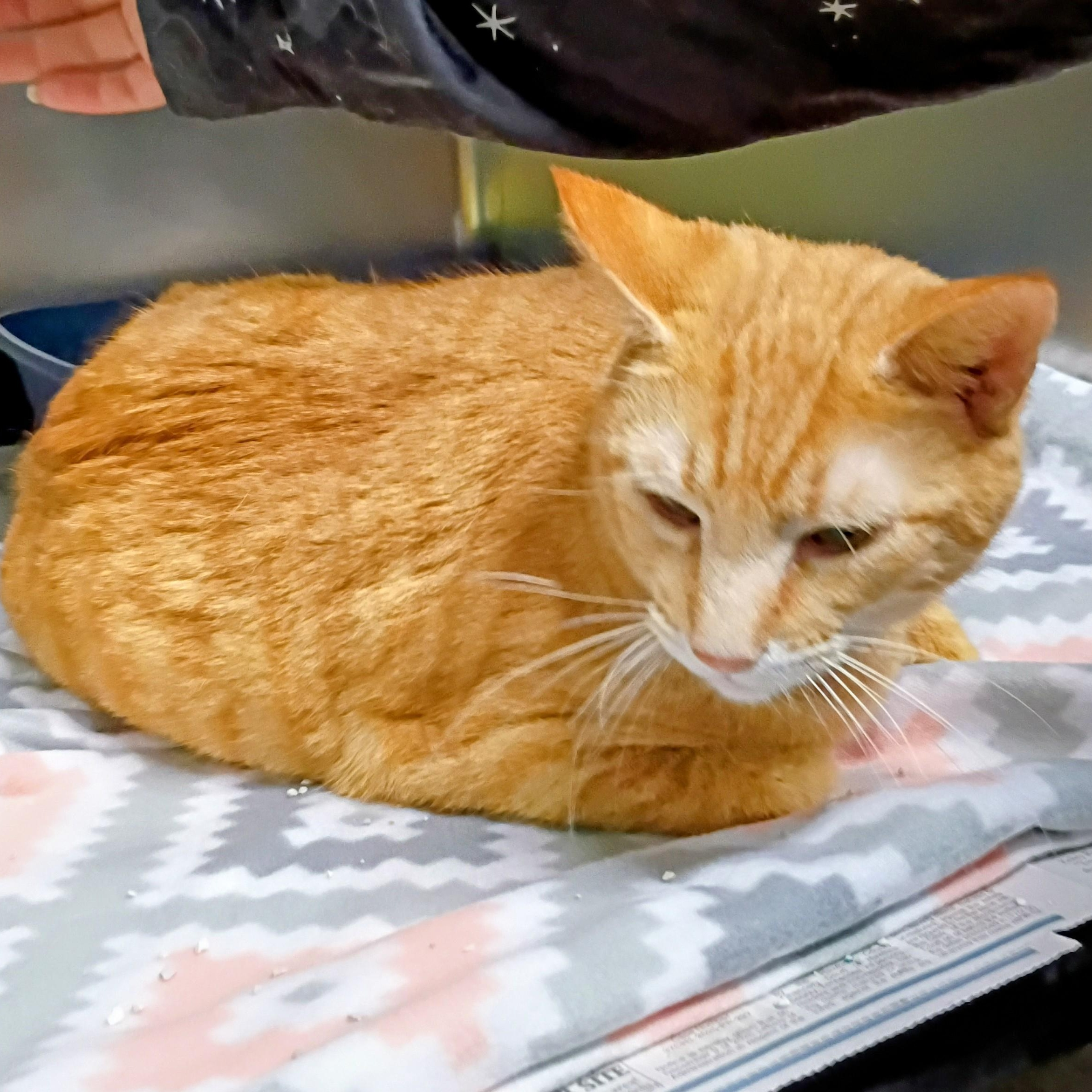 Enlarge Garfield, an adopted Tabby in Rogersville, TN image 3/4