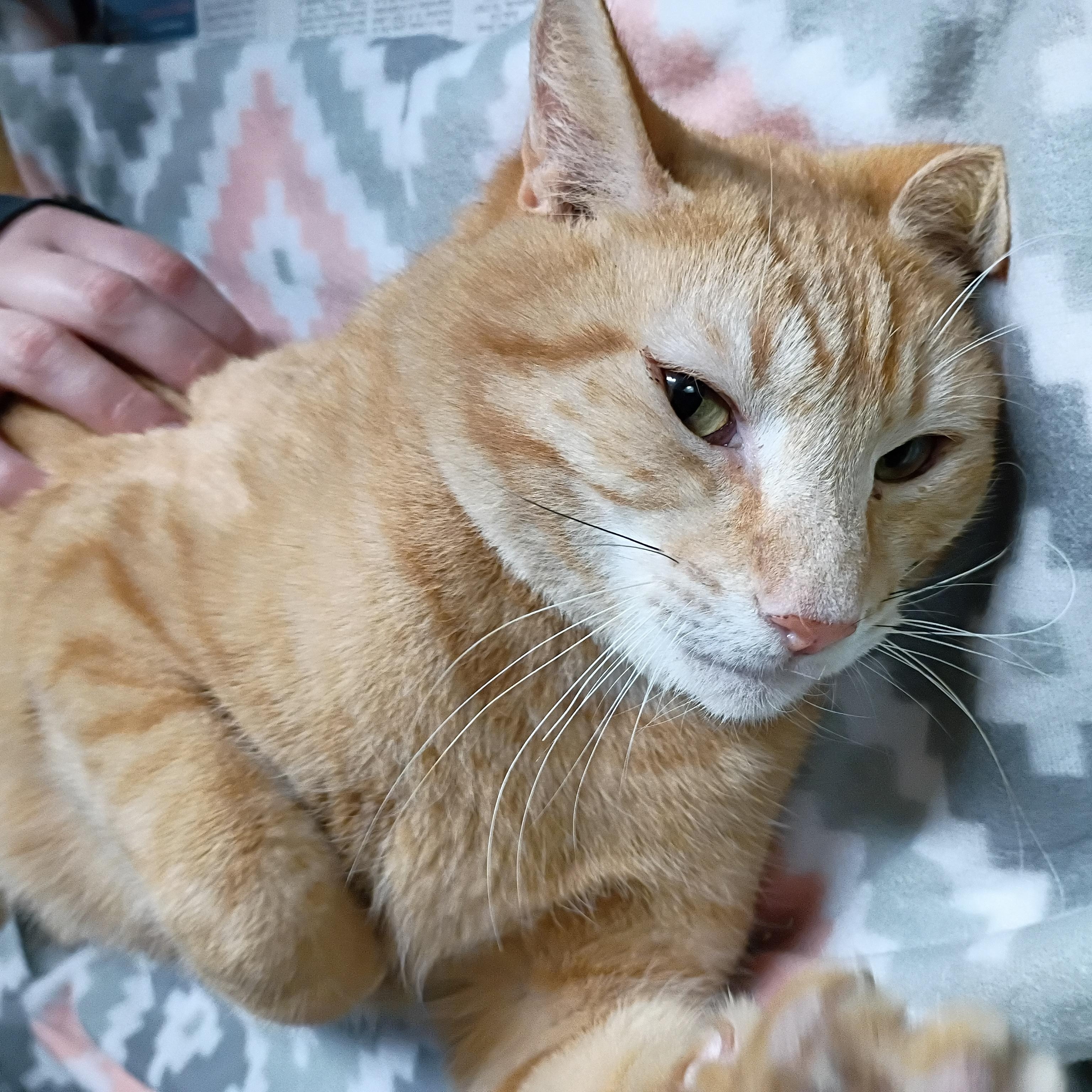 Garfield, adopted, Adult Male Tabby.