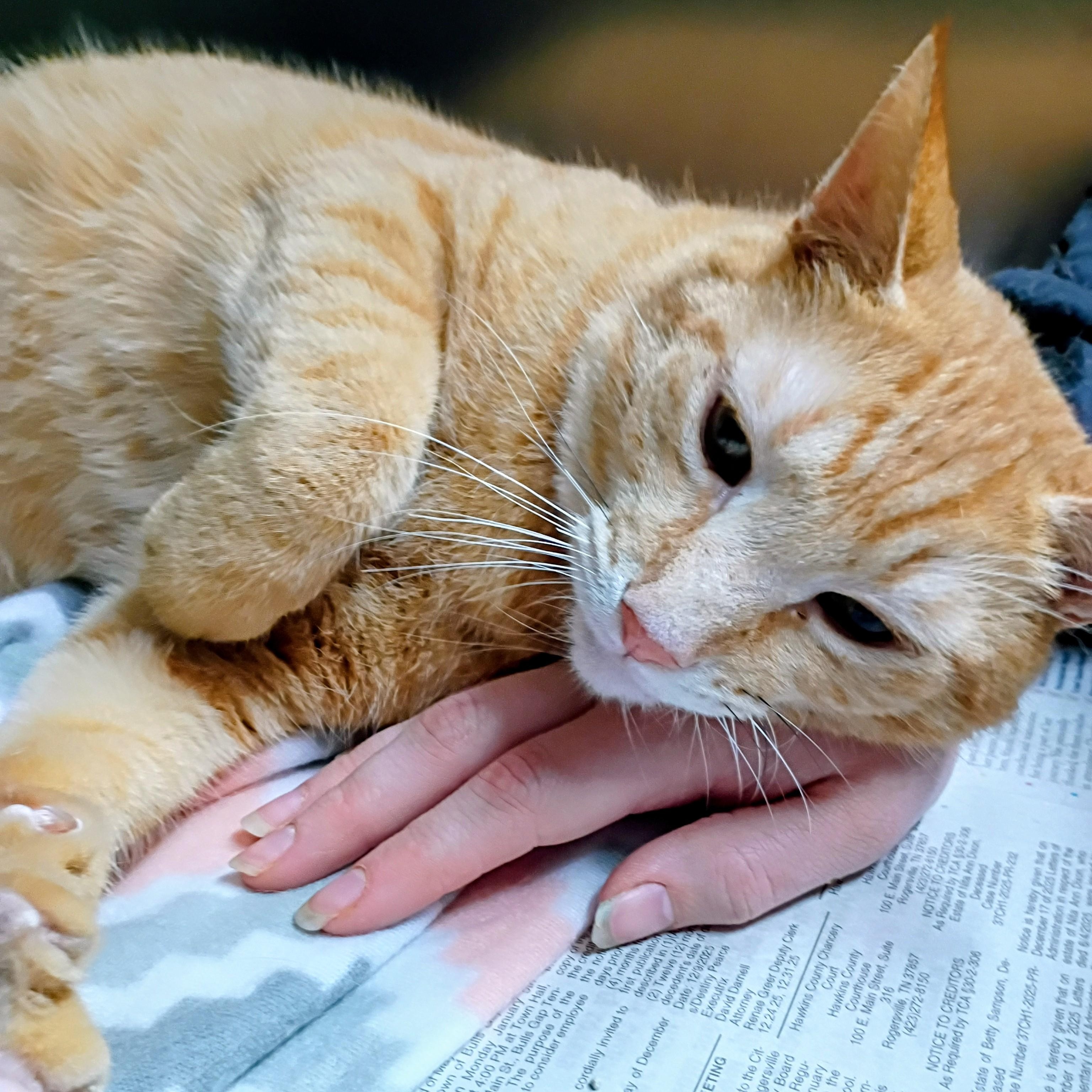 Enlarge Garfield, an adopted Tabby in Rogersville, TN image 2/4