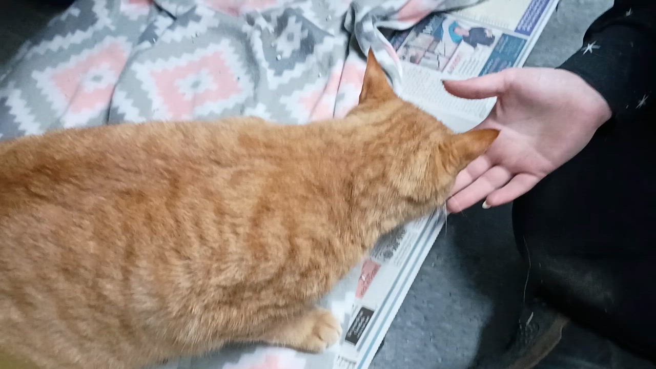 Enlarge Garfield, an adopted Tabby in Rogersville, TN video 4/4