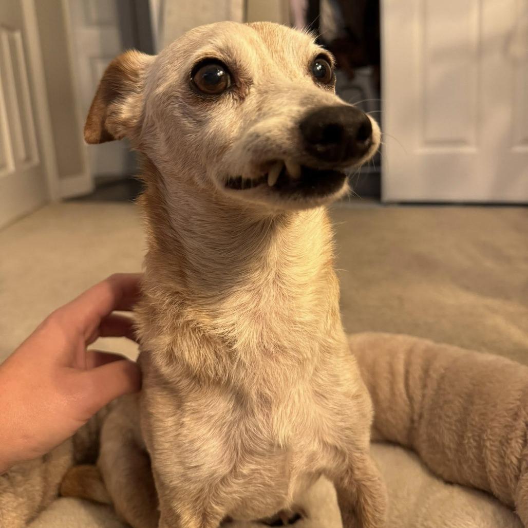 Bingo Bragg, Adoptable, Senior Male Chihuahua.