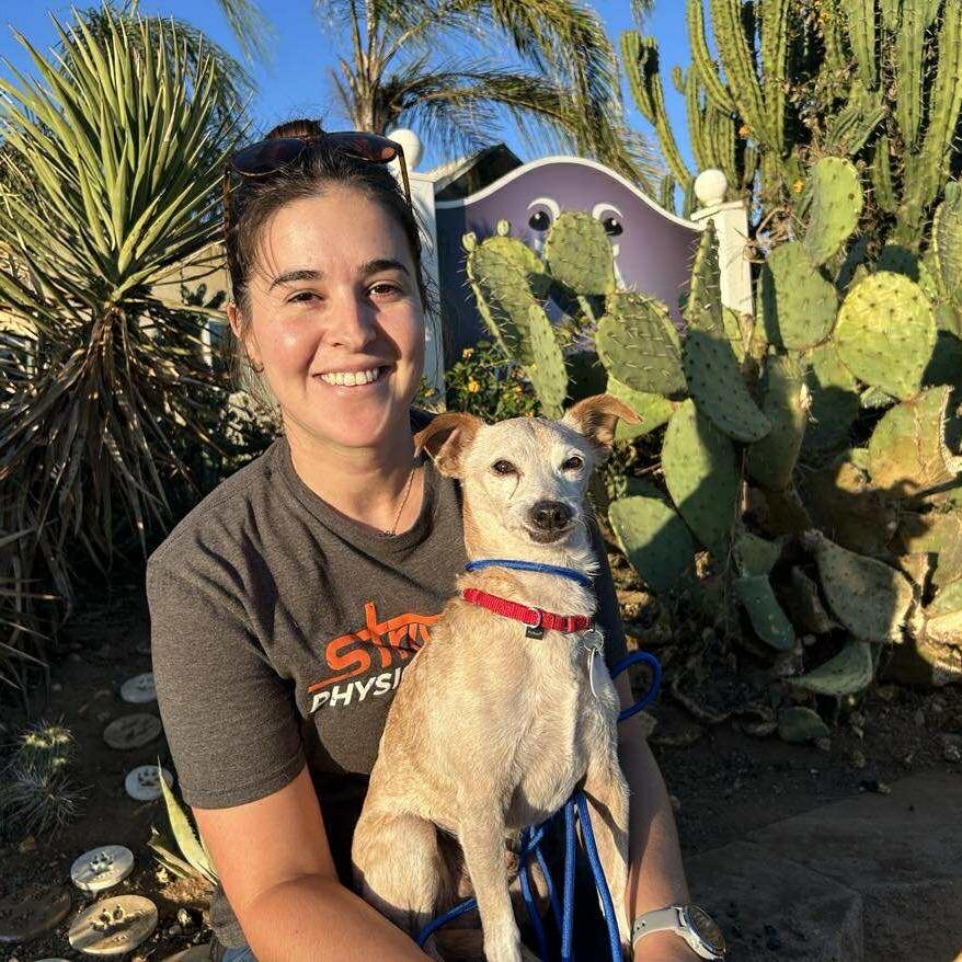 Bingo Bragg, a Adoptable Chihuahua in Sonoma, CA image 2/6