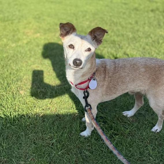 Bingo Bragg, a Adoptable Chihuahua in Sonoma, CA image 3/6