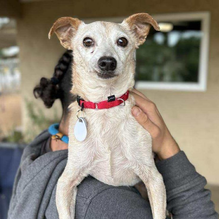 Bingo Bragg, a Adoptable Chihuahua in Sonoma, CA image 4/6