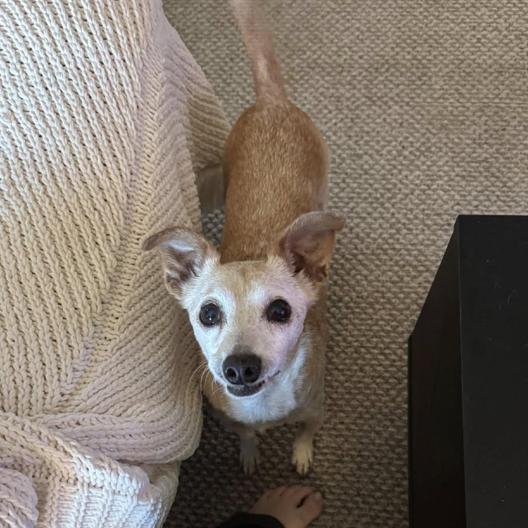 Bingo Bragg, a Adoptable Chihuahua in Sonoma, CA image 5/6