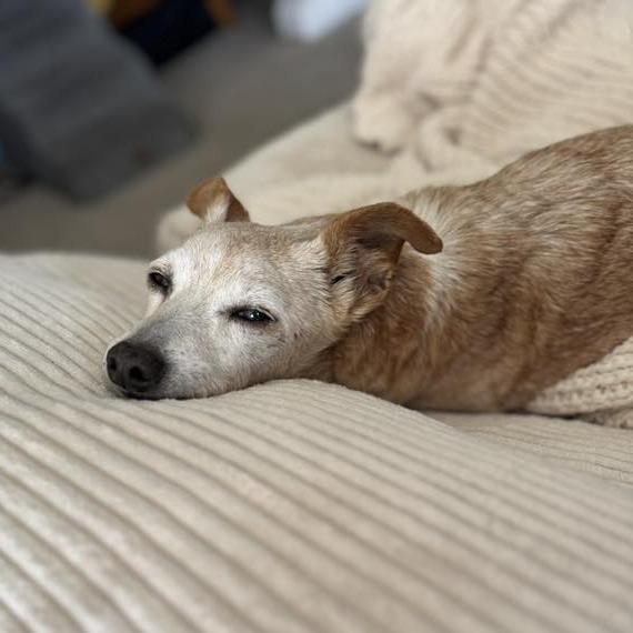 Bingo Bragg, a Adoptable Chihuahua in Sonoma, CA image 6/6