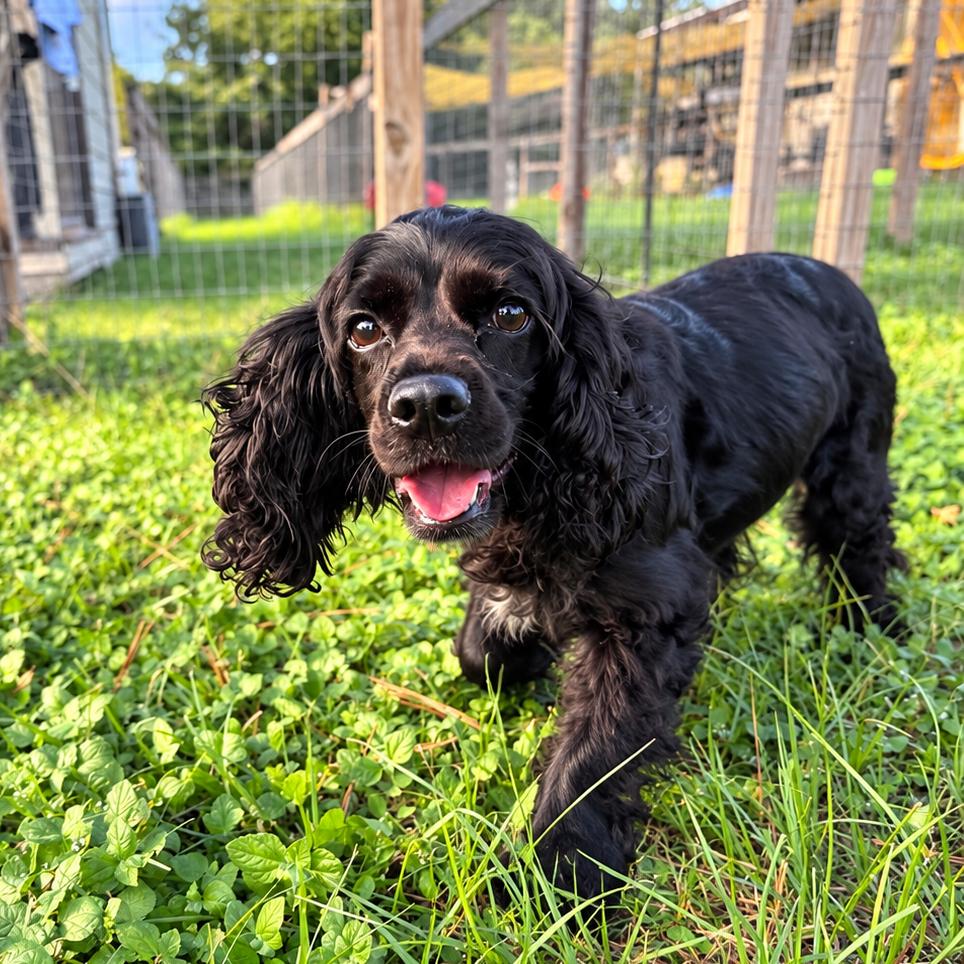 Lady Nova, Adoptable, Adult Female Cocker Spaniel.