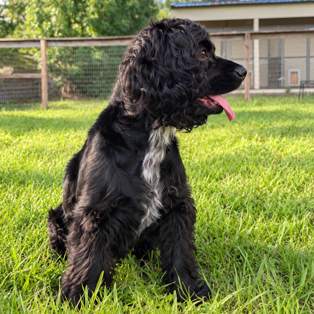 Enlarge Lady Nova, a Adoptable Cocker Spaniel in Houston, TX image 2/6