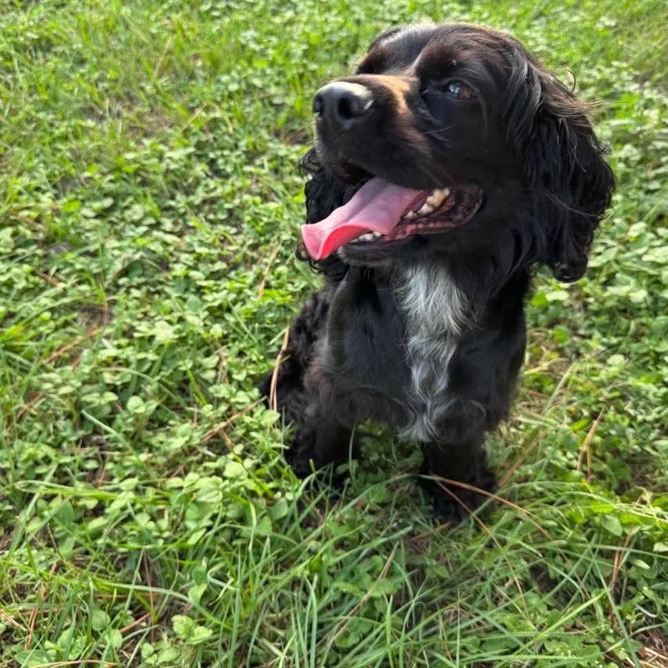 Enlarge Lady Nova, a Adoptable Cocker Spaniel in Houston, TX image 3/6