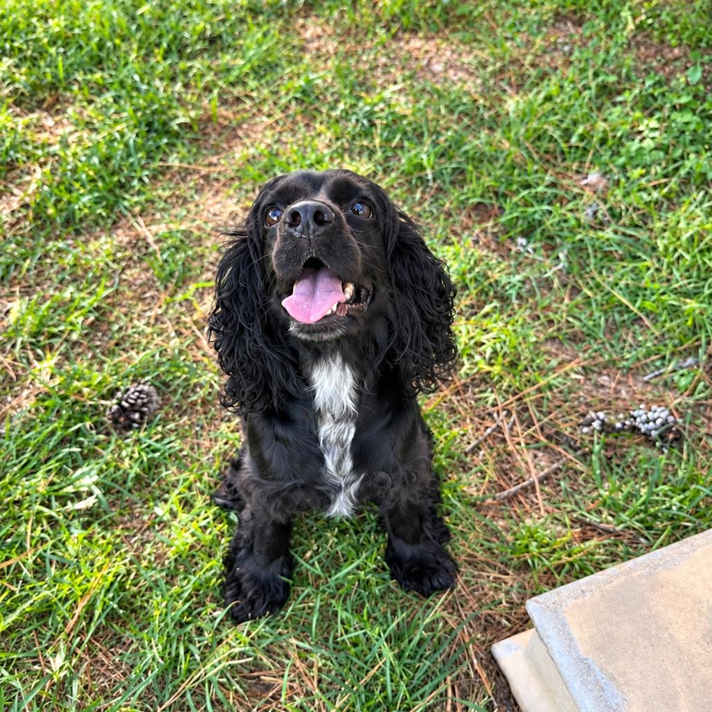 Enlarge Lady Nova, a Adoptable Cocker Spaniel in Houston, TX image 4/6