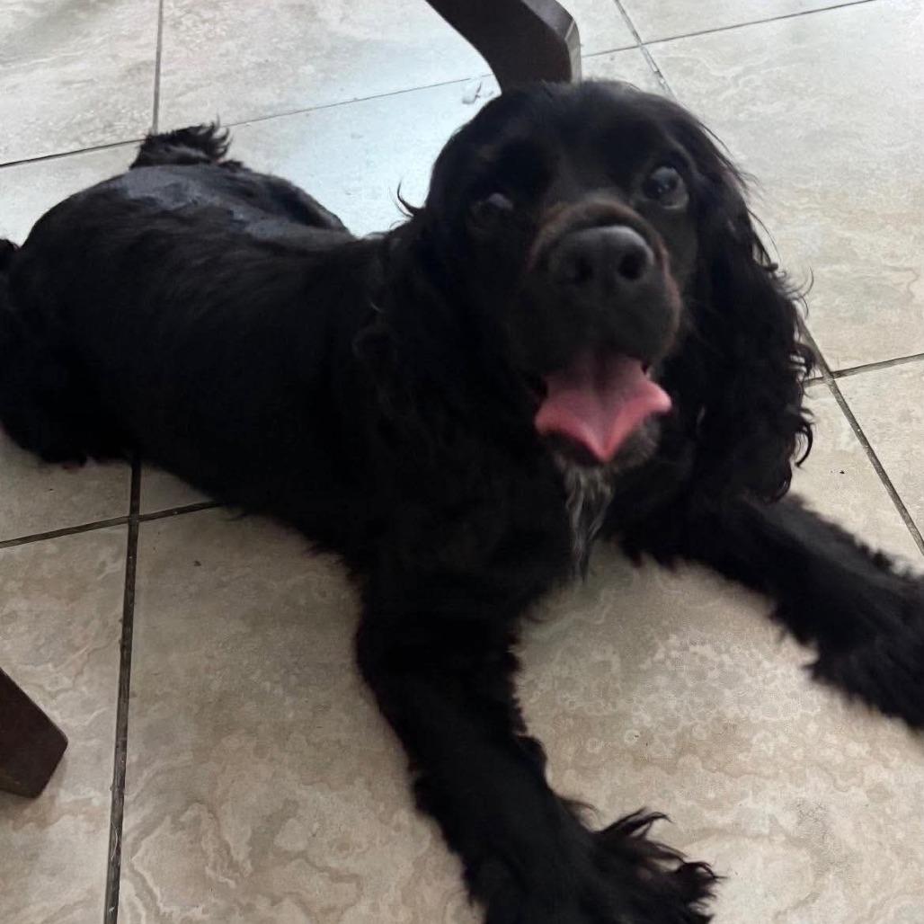 Enlarge Lady Nova, a Adoptable Cocker Spaniel in Houston, TX image 5/6