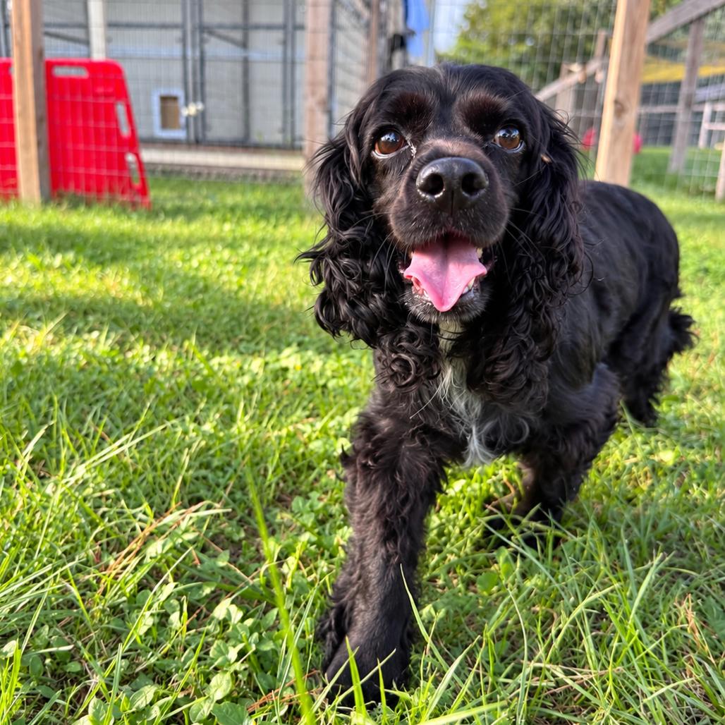 Enlarge Lady Nova, a Adoptable Cocker Spaniel in Houston, TX image 6/6