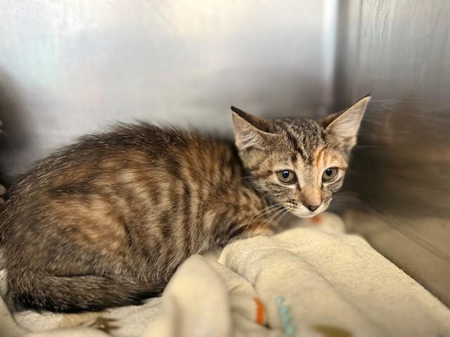MATILDA, Adoptable, Kitten Female Domestic Short Hair.