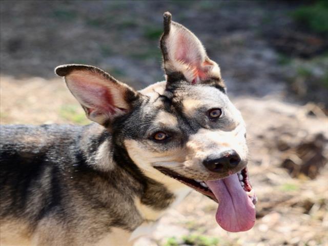 Enlarge BELLA, a Adoptable mixed breed in Wilmington, NC image 1/1
