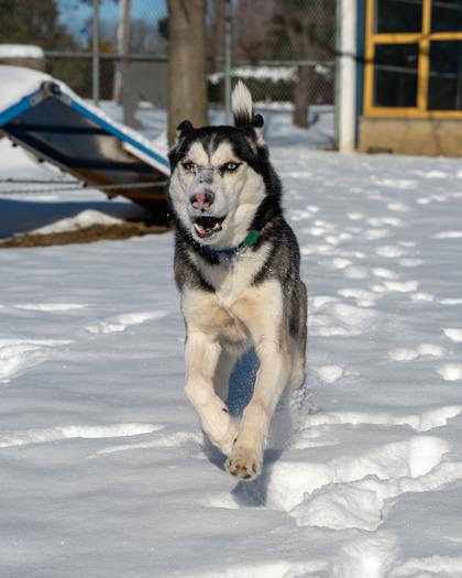 Rocky, Adoptable, Young Male Siberian Husky & Mixed Breed.