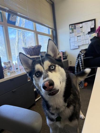 Rocky, Adoptable, Young Male Siberian Husky & Mixed Breed.
