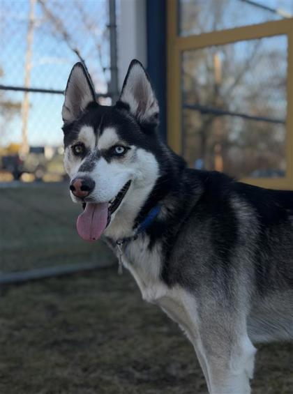 Enlarge Rocky, a Adoptable mixed breed in Bensalem, PA image 1/3