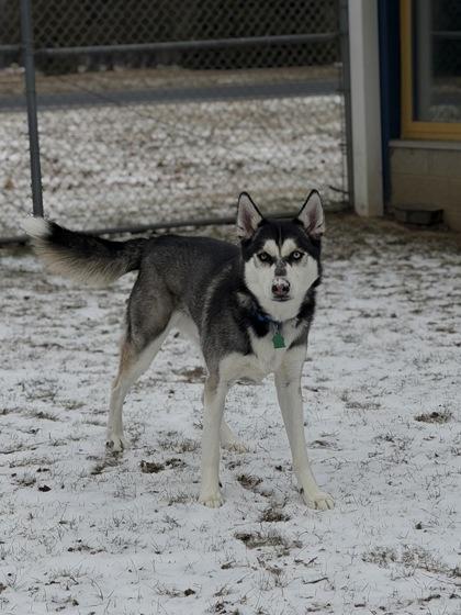 Enlarge Rocky, a Adoptable mixed breed in Bensalem, PA image 2/3