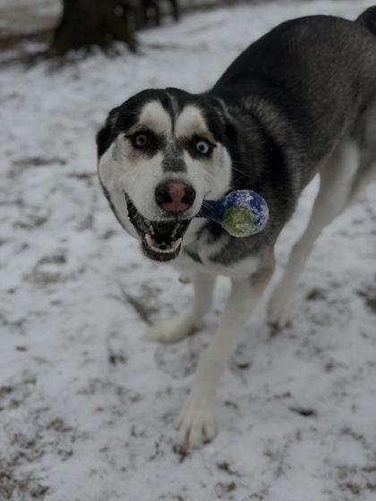 Enlarge Rocky, a Adoptable mixed breed in Bensalem, PA image 3/3