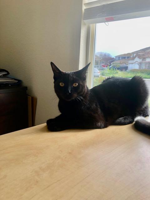 Lincoln INDOOR ONLY, Adoptable, Kitten Male Domestic Short Hair.