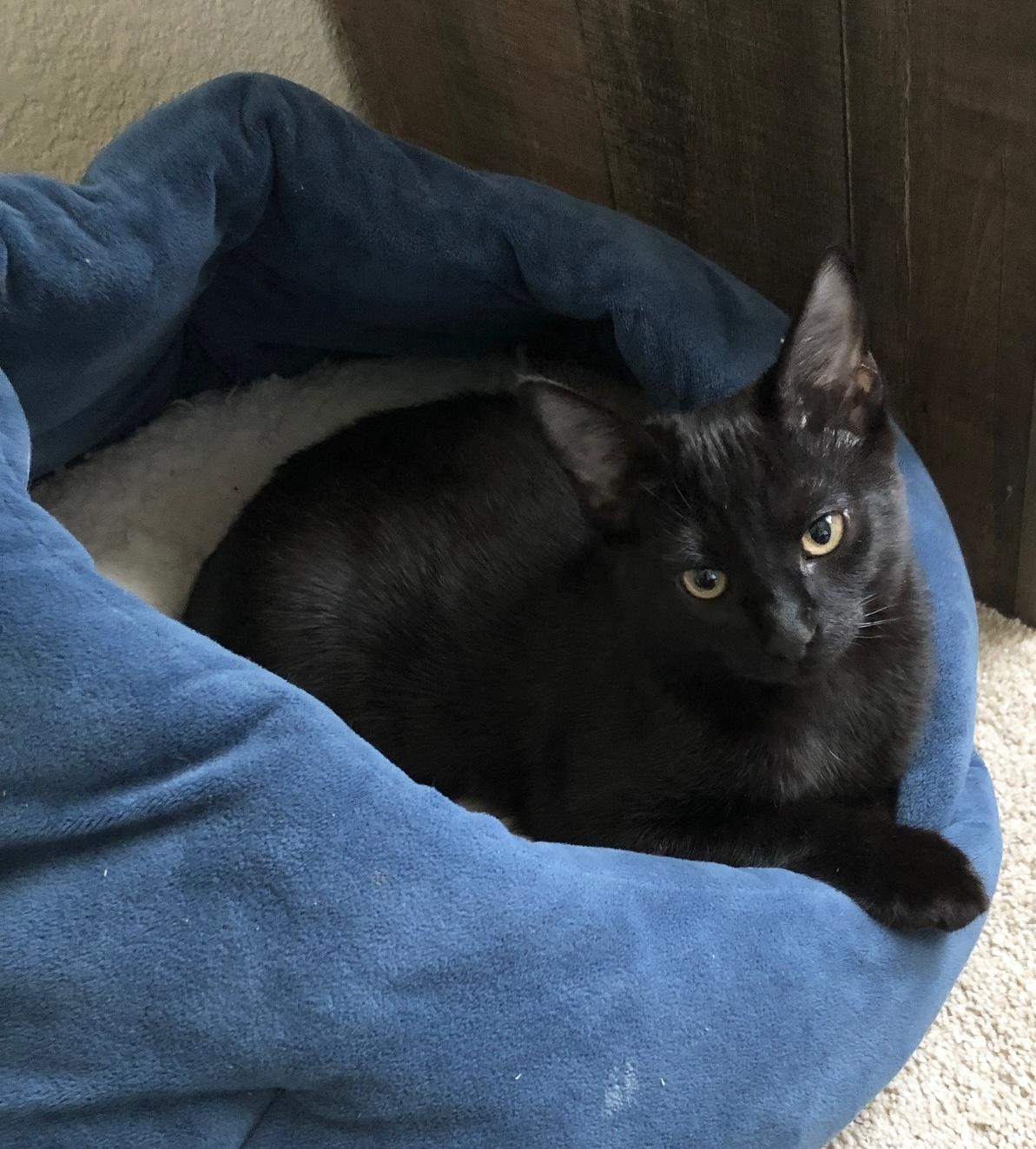 Lincoln INDOOR ONLY, a Adoptable mixed breed in Stockton, CA image 2/6