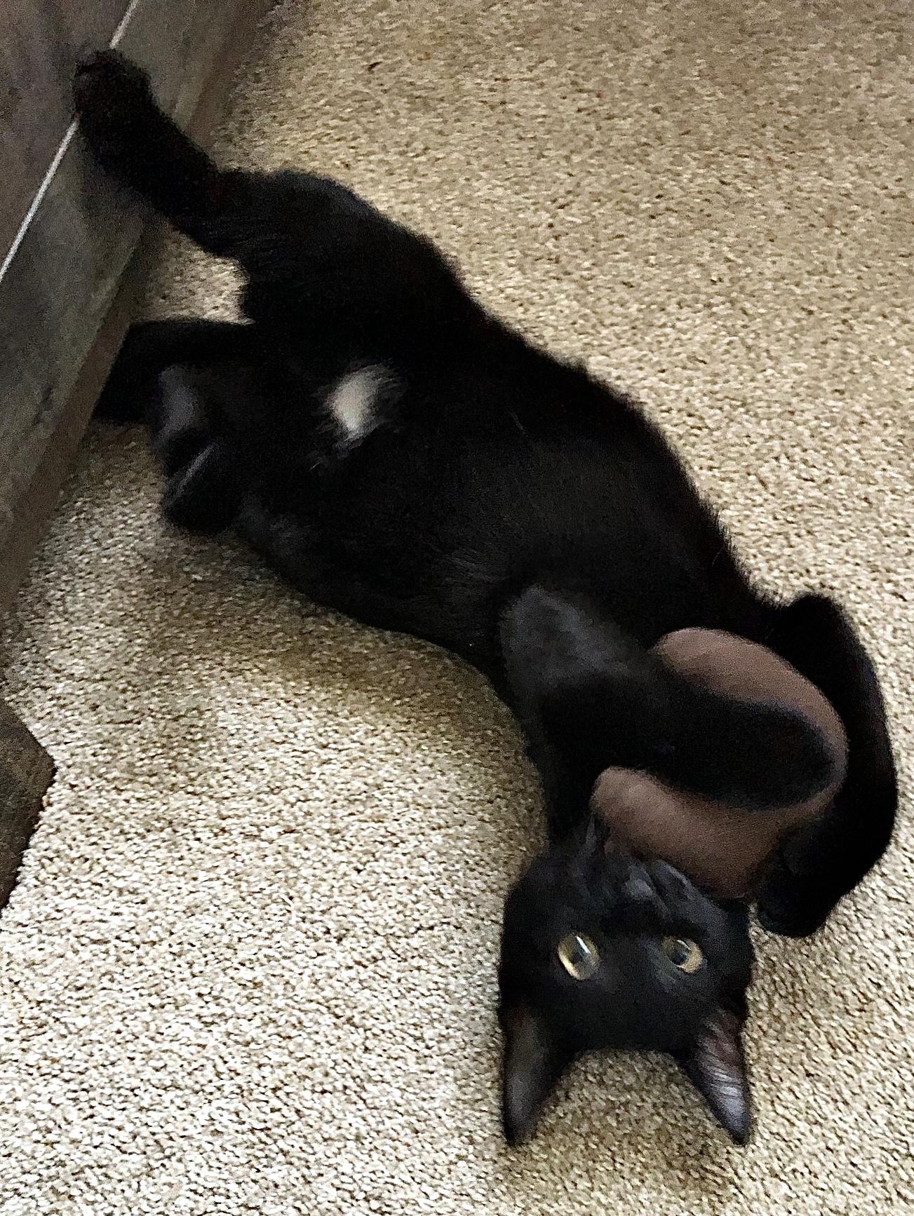 Lincoln INDOOR ONLY, a Adoptable mixed breed in Stockton, CA image 3/6