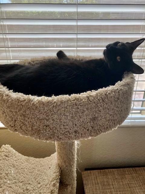 Lincoln INDOOR ONLY, a Adoptable mixed breed in Stockton, CA image 4/6